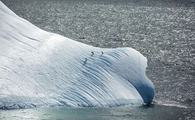Antarctic Peninsula, Antarctica
